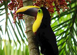 Chestnut-mandibled Toucan, Costa Rica