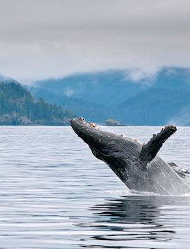 Humpback whale breaching near Seward